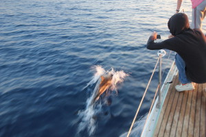 Delfino durante escursione in barca