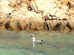 Gabbiani vicino la costa