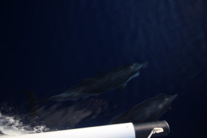Incontro con delfini in barca