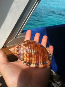 lumaca di mare